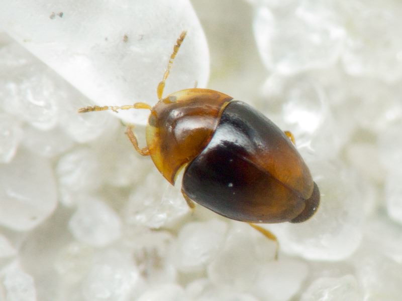 Corylophus cassidoides (Marsham, 1802)